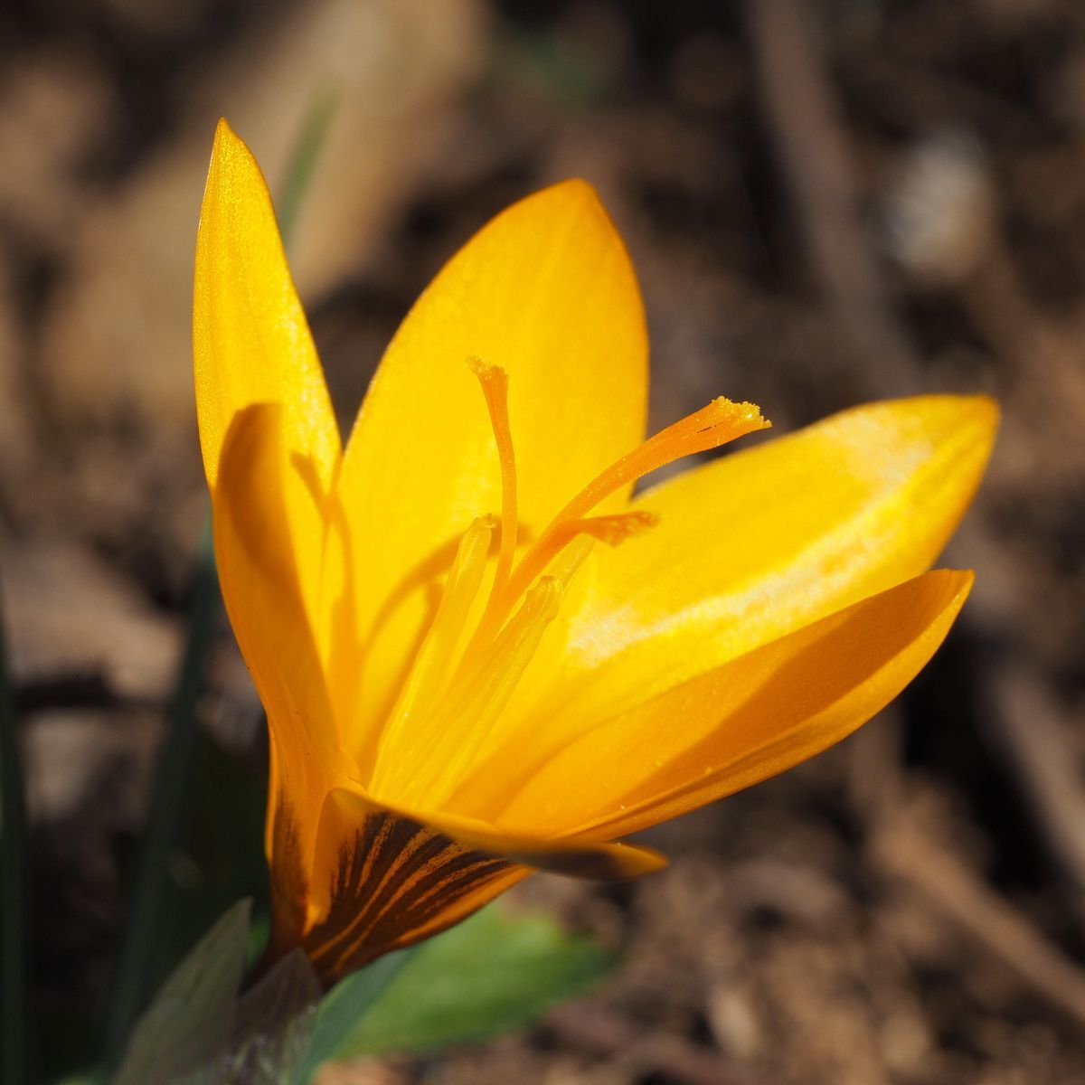 Crocus- Cloth of Gold